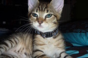 Avatar de nougha