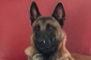 Avatar de -sylvio-