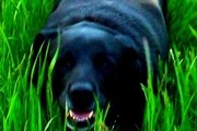 Avatar de Guenhwyvar