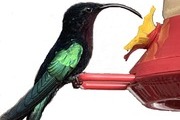 Avatar de COLIBRI 30