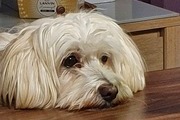 Avatar de Maupertuis86