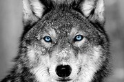 Avatar de ------- Wolf -------