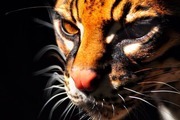 Avatar de Mogway