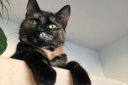 Avatar de Gatito