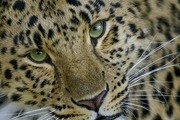 Avatar de 54claudio410