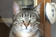 Avatar de LYNXOU