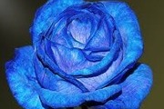 Avatar de .rose.