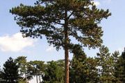 Avatar de pinus